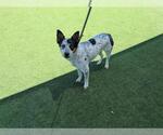 Small #1 Mutt