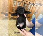 Small #1 Shih Apso