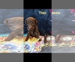 Small Photo #24 Poodle (Standard) Puppy For Sale in RISING SUN, MD, USA