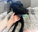 Small #11 Labrador Retriever Mix
