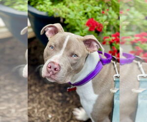 Mutt Dogs for adoption in Mount Laurel, NJ, USA