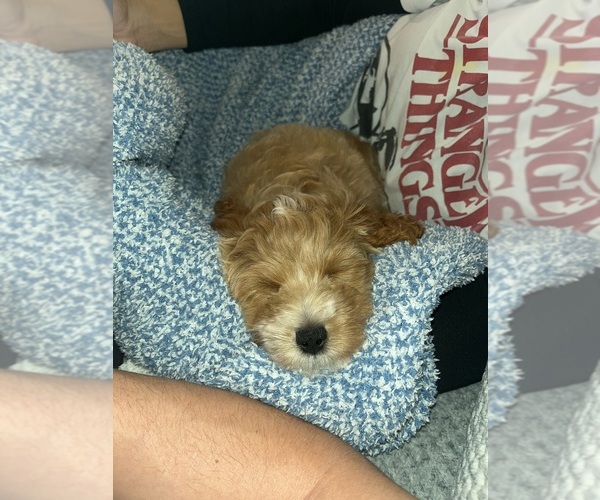 Medium Photo #2 Goldendoodle (Miniature) Puppy For Sale in CLAYTON, NC, USA