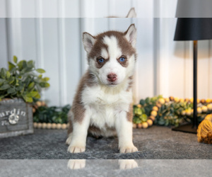 Medium Siberian Husky