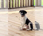 Small #2 Collie