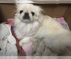Mother of the Pekingese puppies born on 07/21/2021