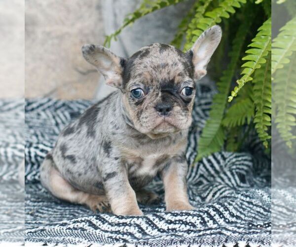 Medium Photo #1 French Bulldog Puppy For Sale in NARVON, PA, USA
