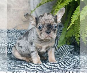 French Bulldog Puppy for sale in NARVON, PA, USA