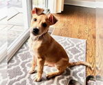 Small Catahoula Leopard Dog