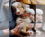 Small Photo #2 Miniature Australian Shepherd Puppy For Sale in CORNELIUS, OR, USA