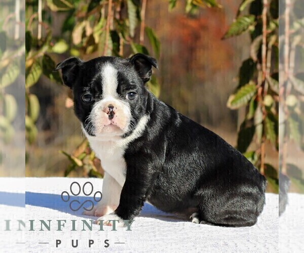 Medium Photo #3 Boston Terrier Puppy For Sale in MANHEIM, PA, USA
