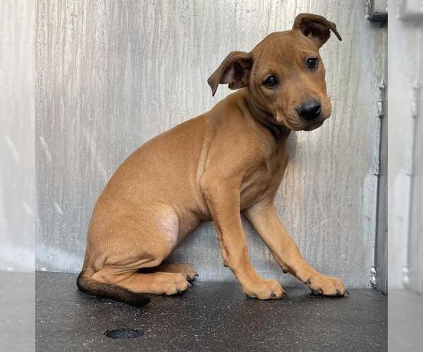 Medium Photo #1 Mutt Puppy For Sale in San Antonio, TX, USA