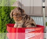 Small Photo #30 Cockapoo (Miniature) Puppy For Sale in GOSHEN, IN, USA