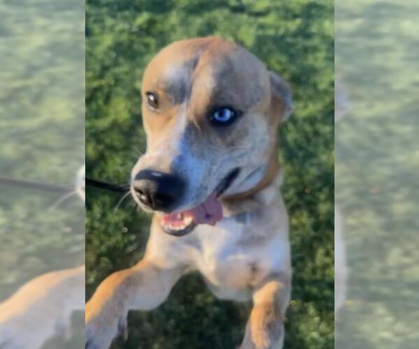 Medium Photo #1 Siberian Husky-Unknown Mix Puppy For Sale in Orange, CA, USA