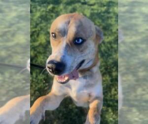 Siberian Husky-Unknown Mix Dogs for adoption in Orange, CA, USA