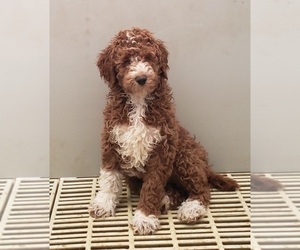 Poodle (Standard) Puppy for sale in EDINA, MO, USA