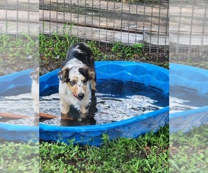 Australian Shepherd Puppy for sale in LAKELAND, FL, USA