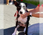 Small #5 Boston Terrier Mix