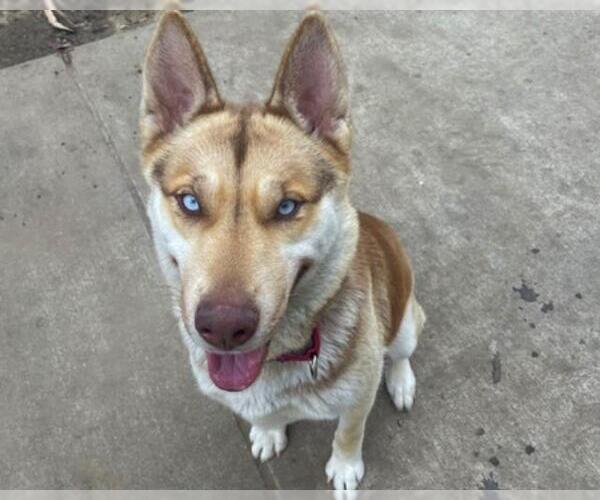 Medium Photo #1 Siberian Husky-Unknown Mix Puppy For Sale in Martinez, CA, USA