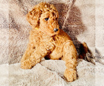 Small Photo #4 Goldendoodle Puppy For Sale in HOUSTON, TX, USA