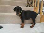 Small Photo #4 Doberman Pinscher Puppy For Sale in CEDAR CREST, NM, USA