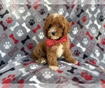 Small #4 Cavapoo (Miniature)