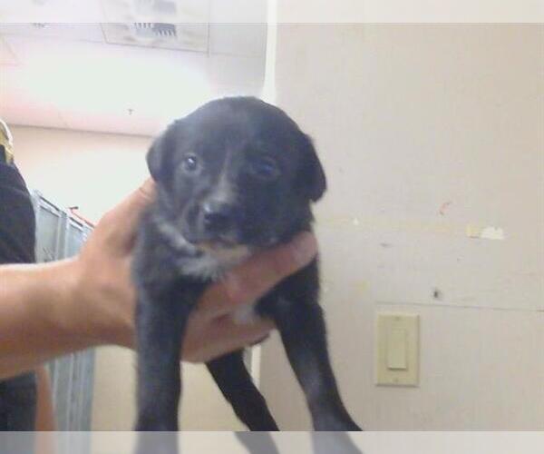 Medium Photo #1 Labrador Retriever Puppy For Sale in Sacramento, CA, USA