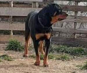 Mother of the Rottweiler puppies born on 11/02/2023