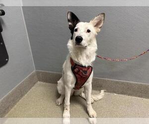 Australian Shepherd-Unknown Mix Dogs for adoption in Las Vegas, NV, USA