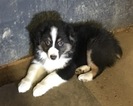 Small Photo #1 Australian Shepherd Puppy For Sale in LAKEVILLE, MN, USA