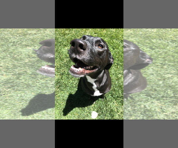 Medium Photo #1 Labrador Retriever-Unknown Mix Puppy For Sale in Fort Collins, CO, USA