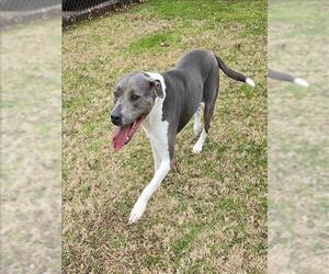 American Pit Bull Terrier-Unknown Mix Dogs for adoption in Grovetown, GA, USA