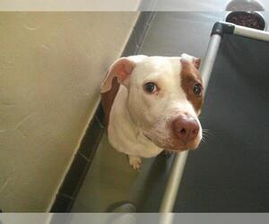 American Pit Bull Terrier Dogs for adoption in Sanford, FL, USA