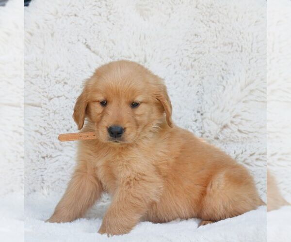 Medium Photo #3 Golden Retriever Puppy For Sale in NEW HOLLAND, PA, USA