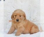 Small #2 Golden Retriever