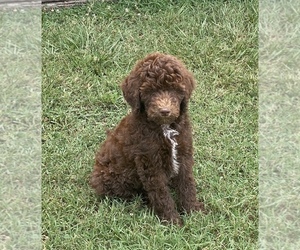 Goldendoodle-Poodle (Standard) Mix Puppy for sale in OXFORD, AR, USA