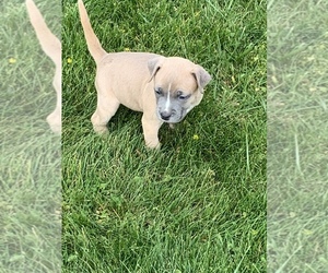 American Bully Puppy for sale in MAPLE HEIGHTS, OH, USA