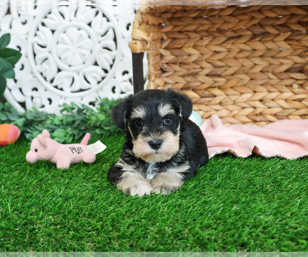 Medium Photo #7 Schnauzer (Miniature) Puppy For Sale in SYRACUSE, IN, USA