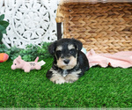 Small #6 Schnauzer (Miniature)