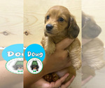 Puppy Doug Dachshund