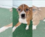 Small #4 American Pit Bull Terrier Mix