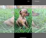 Puppy Peanut Patterdale Terrier
