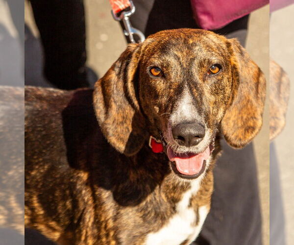 Medium Photo #13 Mutt Puppy For Sale in Canton, CT, USA