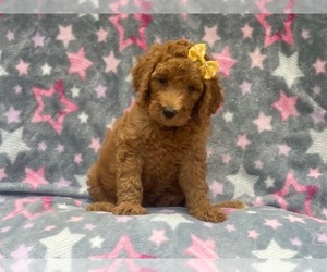 Goldendoodle-Poodle (Standard) Mix Puppy for sale in LAKELAND, FL, USA
