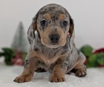 Small #6 Dachshund