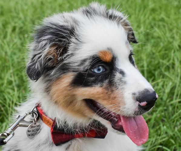 Medium Photo #3 Australian Shepherd Puppy For Sale in PONTOTOC, MS, USA