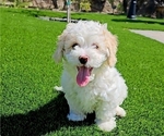 Puppy White male Poodle (Miniature)