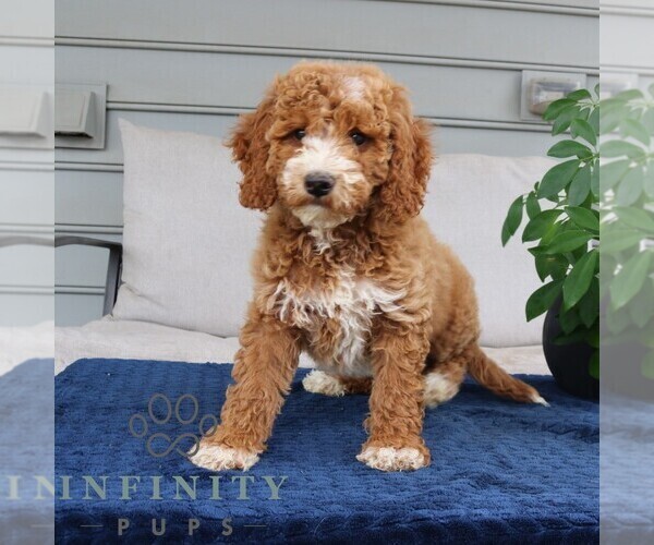 Medium Photo #2 Goldendoodle Puppy For Sale in NARVON, PA, USA