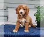 Small #1 Goldendoodle