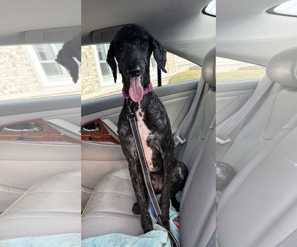 Medium Photo #3 Poodle (Standard) Puppy For Sale in Wheaton, IL, USA