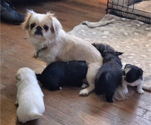 Mother of the Pekingese puppies born on 12/24/2023